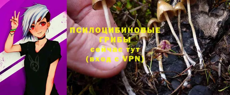 мега ССЫЛКА  Кумертау  Псилоцибиновые грибы Psilocybe 